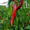 Cayenne - priesady (v 1 kelímku 2ks)