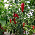 Jalapeno - priesady  (v 1 kelímku 2ks)
