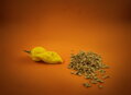 Bhut Yolokia Yellow semienka 10 ks   