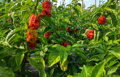 Brown Bhutlah semienka 10 ks   