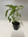 Jalapeno - priesady
