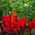 Jolokia red - priesada
