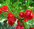 Habanero red - priesada