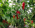 Jalapeno semienka 10 ks 