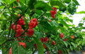 Trinidad Scorpion Red semienka 10 ks 