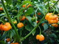 Trinidad Scorpion yellow semienka 10 ks   