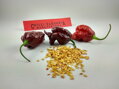 Carolina Reaper Chocolate semienka 10 ks 
