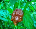 Trinidad Scorpion Chocolate semienka 10 ks 