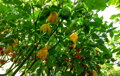 Carolina Reaper yellow  - priesada 
