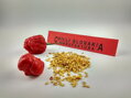 Trinidad Scorpion Red semienka 10 ks 