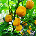 Trinidad Scorpion Yellow - priesada