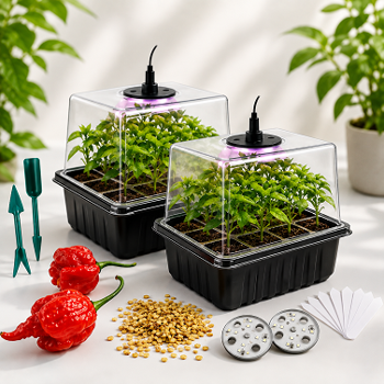 CHILLI SEMIENKA a GROW BOXY