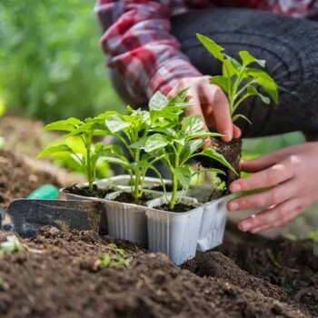 CHILLI SADENICE - začíname odosielať od 10.04.2025