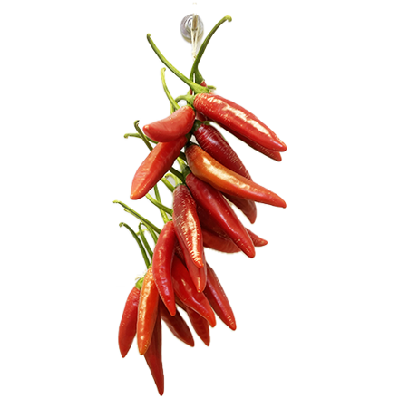 Chilli Girlanda  - zväzok 24x papričiek Bird’s eye 15cm