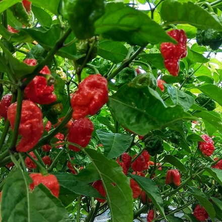 Trinidad Scorpion red - priesada