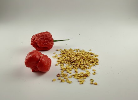 Trinidad Scorpion Red semienka 10 ks 