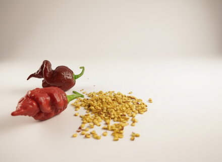 Trinidad Scorpion Chocolate semienka 10 ks 