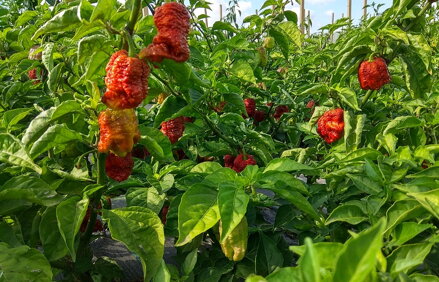 Brown Bhutlan  - priesada