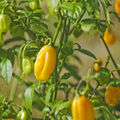 Habanero Yellow - priesada