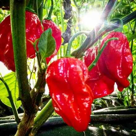 Habanero red - priesada