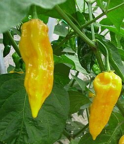 Jolokia yellow - priesada