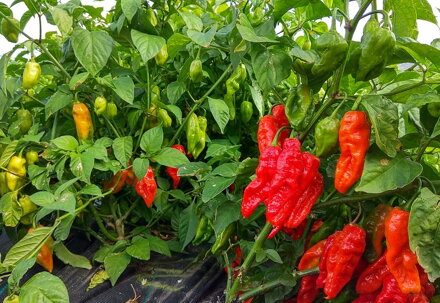 Naga Morich  - priesada