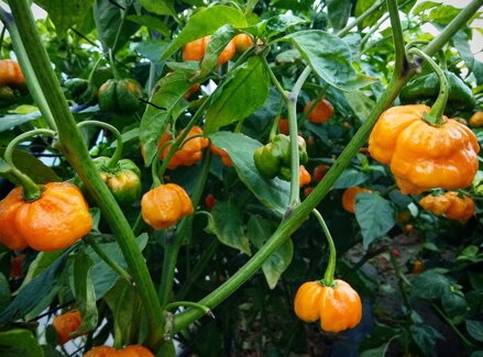 Trinidad Scorpion Yellow - priesada