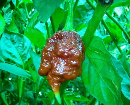 Trinidad Scorpion Choco  - priesada