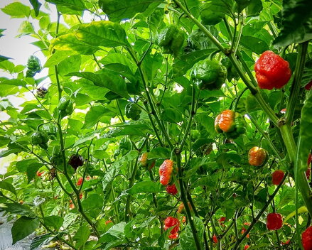  Dragon’s Breath   - priesada 