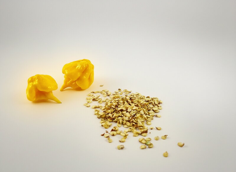 Carolina Reaper Yellow semienka 10 ks 