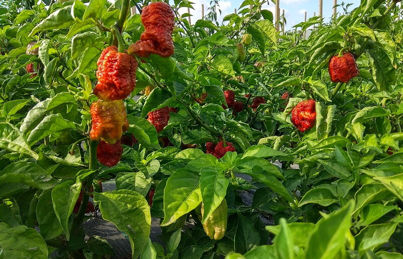 Brown Bhutlan  - priesada