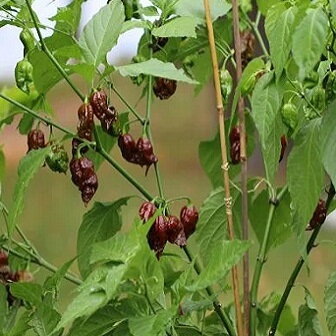 Carolina Reaper Chocolate  - priesada