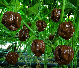 Habanero Choco - priesada