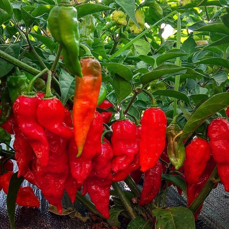 Jolokia red - priesada