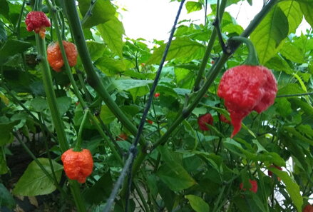 Čerstvé papričky - Carolina Reaper, 200g